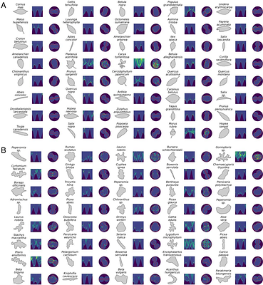 The Euler Characteristic Transform Enables Classification of Complex Plant Shapes and Prediction of Leaf Venation from Blade Geometry