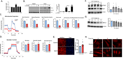 The mitochondrial unfolded protein response and metabolic reprogramming promote PASMC proliferation in response to sphingosine kinase-1/sphingosine-1-phosphate signaling
