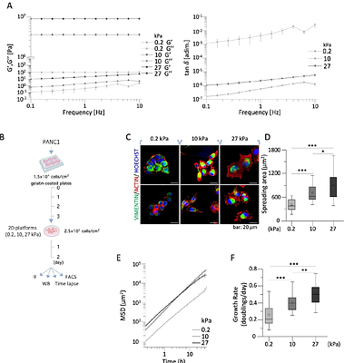 Mechanobiology-guided drug repurposing identifies budesonide as an inhibitor of stiffness-induced PDAC aggressiveness