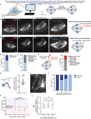 Mechanical force locally damages, remodels and stabilizes the lattice of spindle microtubules