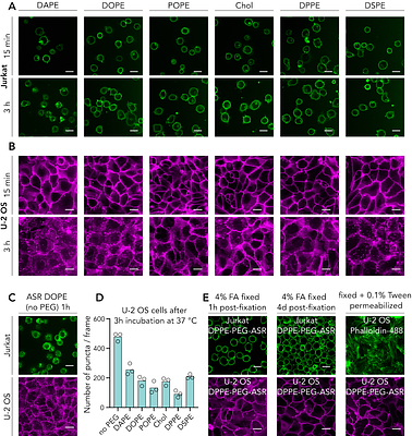 Plasma membrane labelling efficiency, internalization and partitioning of functionalized fluorescent lipids as a function of lipid structure