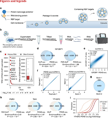 Longitudinal and large-scale monitoring of transcriptome and RBP-RNA interactome in living cells by engineered protein nanocages