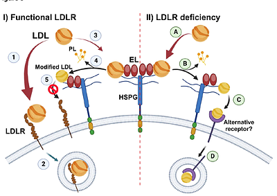 Endothelial lipase facilitates low-density lipoprotein (LDL) uptake in LDL receptor deficiency by a heparan sulfate proteoglycan-dependent mechanism.