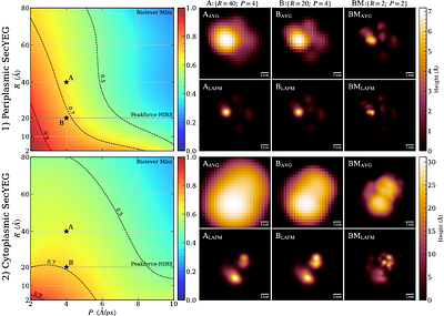 Automated Registration and Clustering for Enhanced Localization Atomic Force Microscopy of Flexible Membrane Proteins