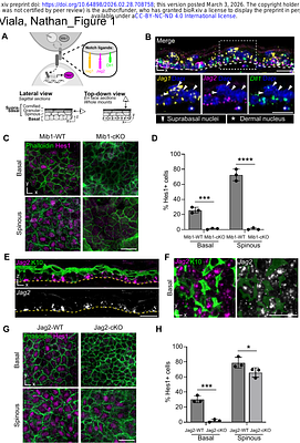 Jag2 patterns early differentiation in the epidermal stem cell layer