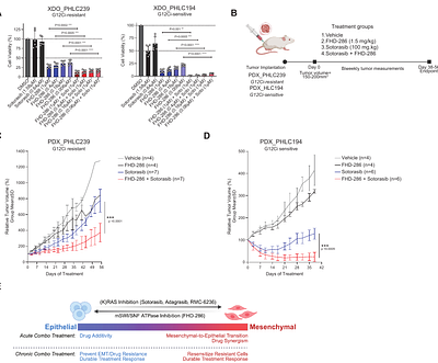mSWI/SNF complex inhibition sensitizes KRAS-mutant lung cancers to targeted therapies via epithelial-mesenchymal subversion