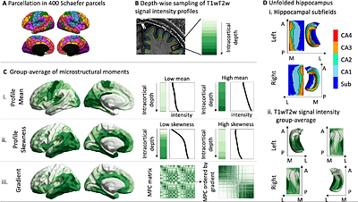 Relating sex differences in cortical and hippocampal microstructure to sex hormones