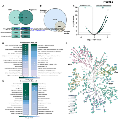 A proteomic and phosphoproteomic comparison of mouse spermatogonial stem cells and progenitor spermatogonia