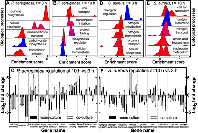 Competition with Pseudomonas aeruginosa induces Staphylococcus aureus in an antibiotic-tolerant viable but non culturable state