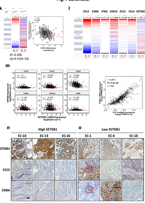 Oncogene SETDB1s Dual Role in Endometrial Cancer: Driving Tumor Progression and Immune Escape