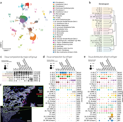 Transcriptional profile of the rat cardiovascular system at single cell resolution