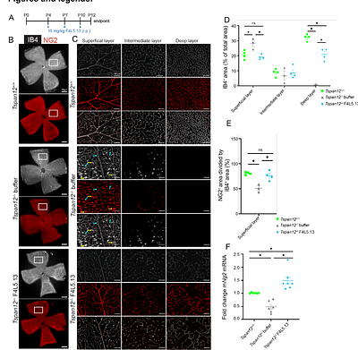 A FZD4/LRP5 agonist restores pericyte coverage and vascular integrity by increasing PDGFB signaling