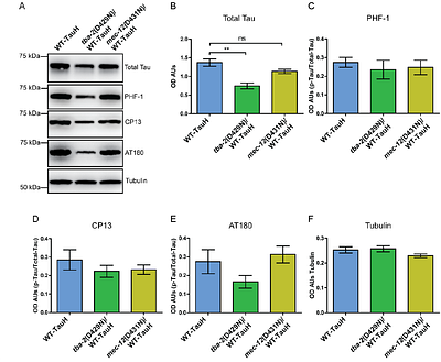 Dominant α-tubulin mutations rescue tauopathy neurodegenerative phenotypes in C. elegans