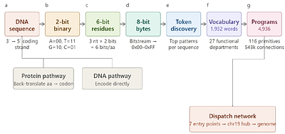 A deterministic computational kernel encoded in the human genome