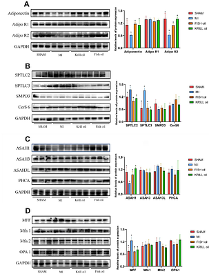 N-3 Polyunsaturated Fatty Acids Ameliorate Post-infarction Cardiac Dysfunction Through Modulation Of Adiponectin-Ceramide Metabolism