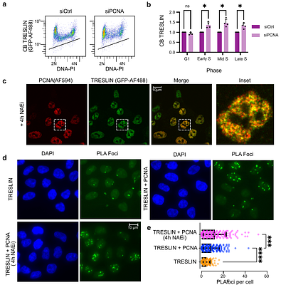 Dynamic regulation of origin firing factors links CDK activity to dormant origin activation