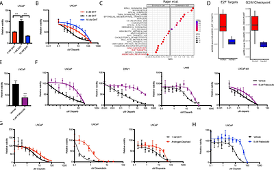 Lack of synergy between AR targeted therapies and PARP inhibitors in homologous recombination-proficient prostate cancer