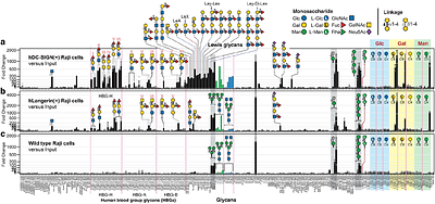 Biological recognition of mirror-image glycans
