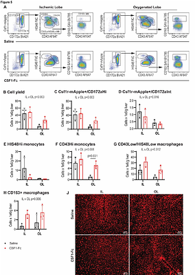 Perisurgical Colony Stimulating Factor 1 (CSF1) treatment ameliorates liver 1 ischaemia/reperfusion injury in rats
