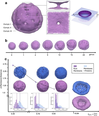 Complex mechanical response of stomatocyte morphology: Implications for the nuclear envelope.