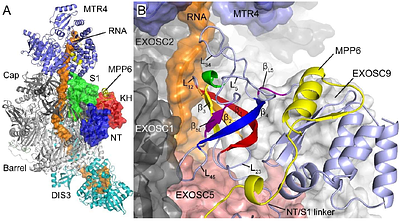 Quantifying the Structural and Energetic Consequences of EXOSC3 S1 Domain Variants from a Comparative Assessment of {lambda}-Dynamics with Two Charge-Changing Perturbation Strategies