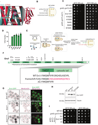 Cystinosin/Ers1 functions in redox homeostasis in the early secretory pathway