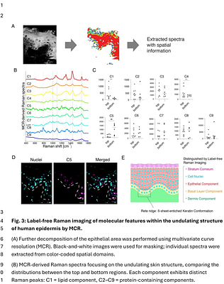 Label-free Raman imaging defines distinct cell populations in human skin