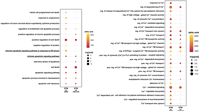 Bacterial-driven development is mediated by Calcium-Dependent Intrinsic Apoptosis in the Squid-Vibrio Symbiosis