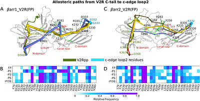 Mechanistic basis for GPCR phosphorylation-dependent allosteric signaling specificity of β-arrestin 1 and 2