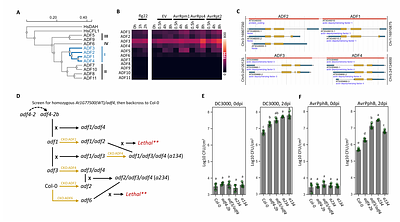 Actin Depolymerization Factors (ADFs) Moonlighting: Nuclear Immune Regulation by Interacting with WRKY Transcription Factors and Shaping the Transcriptome