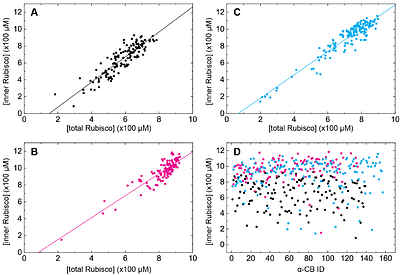 Using Cryogenic Electron Tomography (cryoET) to Determine Rubisco Polymerization Constants in α-Carboxysomes