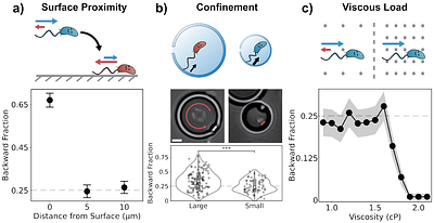 A Mechanical Logic for Bacterial Navigation