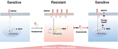 Notch as a Driver of Lineage Plasticity and Therapeutic Target in Enzalutamide-Resistant Prostate Cancer