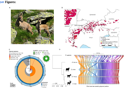 A highly contiguous reference genome for the Alpine ibex (Capra ibex)