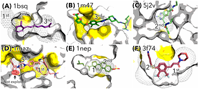 Xenon Explores Apparent and Cryptic Binding Sites