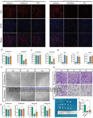 miR-486-3p ameliorates aging-related impaired angiogenesis in adult moyamoya disease by targeting Forkhead Box O4
