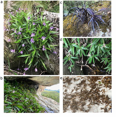 Transcriptional regulation of the response to water availability in the resurrection plant Xerophyta elegans