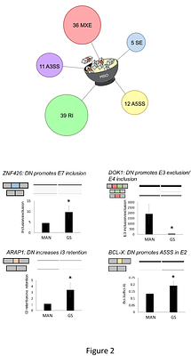 The apoptosis gene BCL-X splice isoforms have opposing effects in diabetic kidney disease: potential treatment target and prognostic value
