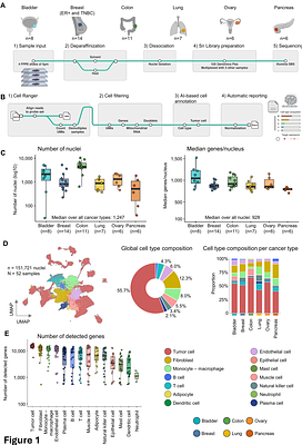 Routine FFPE sections support clinically compatible single-nucleus transcriptomics across six human cancer types