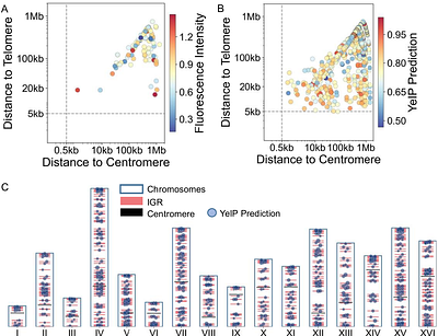 Exploring Chromosomal Position Effects for Predictable Tuning of Metabolic Pathways in Yeast
