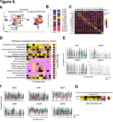 Modeling cardiac fibroblast heterogeneity from human pluripotent stem cell-derived epicardial cells