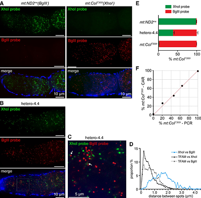 Replication competition drives the selective mtDNA inheritance in Drosophila ovary