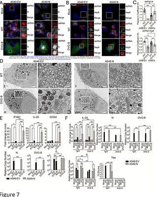 SARS-CoV-2 Defective Viral Genomes from Distinct Genomic Regions Drive Divergent Interferon Responses