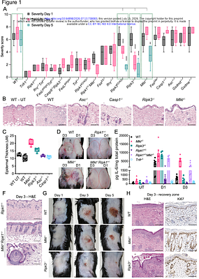Necroptotic Signalling Diverts Keratinocyte Fate to Promote Differentiation and Slow Wound Healing