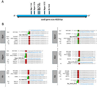A low-cost rpoB-based multiplex MAMA PCR for differentiation of the Klebsiella pneumoniae species complex