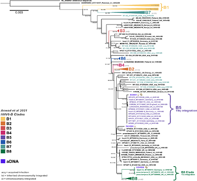 2500 Years of Human Betaherpesvirus 6A and 6B Evolution Revealed by Ancient DNA