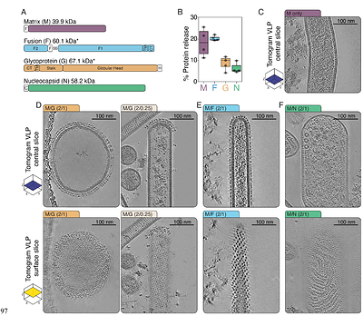 Cryo-electron tomography of Nipah virus structural protein complexes in virus-like particles