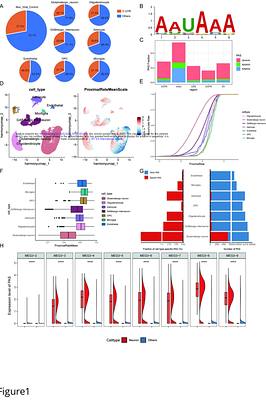 Single-cell alternative polyadenylation analysis reveals mechanistic insights of COVID-19-associated neurological and psychiatric effects