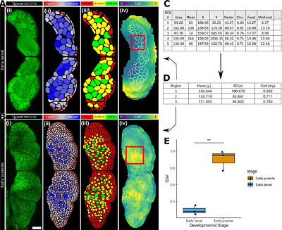 fishROI: A specialized workflow for semi-automated muscle morphometry analysis in teleosts