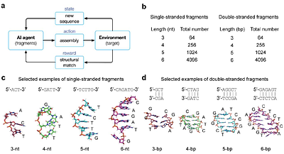 De novo design of protein-binding aptamers through deep reinforcement learning assembly of nucleic acid fragments